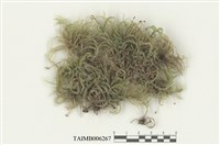 藏品(卵葉美喙蘚)的圖片